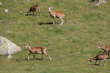 Mouflons (ovis orientalis) dans les Pyrenees