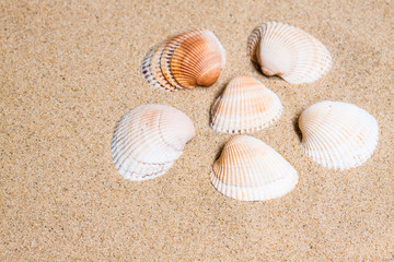 Fototapeta na wymiar Seashells at the beach. Marine motif wallpaper