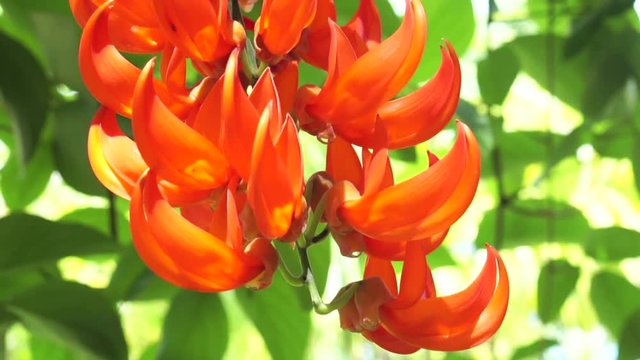 Butea monosperma exotic tropical orange flame red colour flower