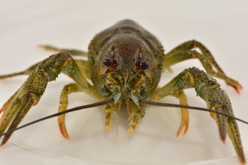 crayfish live on an isolated white background