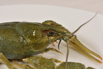 crayfish live on an isolated white background