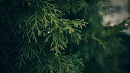 Branch of decorative needle cypress dark background with water drop