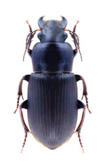 Beetle Harpalus distinguendus on a white background