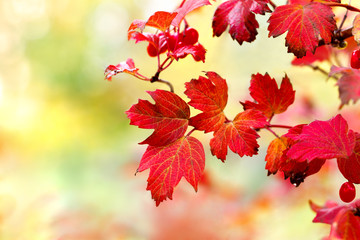 Naklejka na ściany i meble Viburnum leaves in autumn sunshine