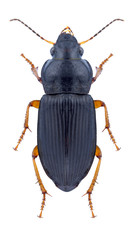 Beetle Anisodactylus nemorivagus on a white background