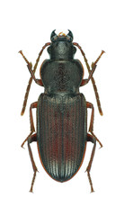 Beetle Oedesis palaestinus on a white background
