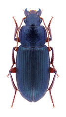 Beetle Ophonus stictus on a white background