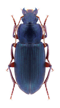 รูปภาพOphonus เลือกดูภาพถ่ายสต็อก เวกเตอร์ และวิดีโอ16 Adobe Stock