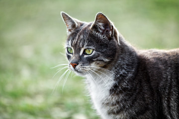 Cat head portrait in profile