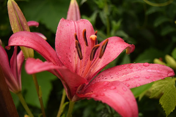 Fototapeta premium Pink Lilia flower 