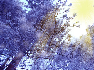 winter landscape forest in snow frost