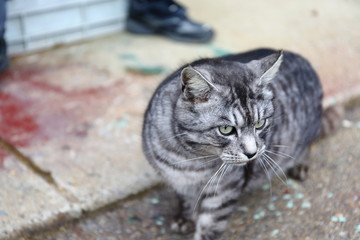 漁師町　野良猫