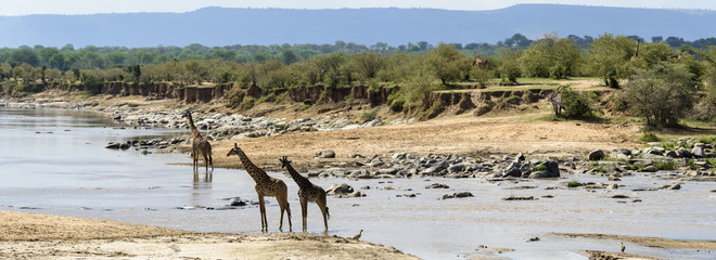 Fototapeta na wymiar Masai giraffe also spelled Maasai giraffe, also called Kilimanjaro giraffe (Giraffa tippelskirchi) in the Mara River. Serengeti National Park. Tanzania