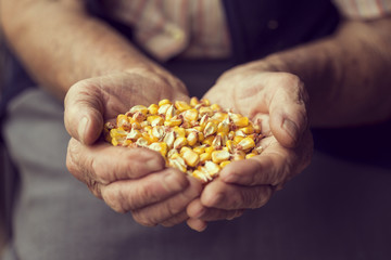 Organic corn production