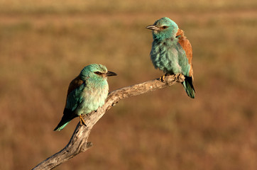 Male and female of European roller in mating season. Coracias garrulus