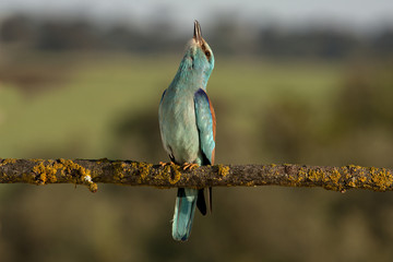 European roller. Coracias garrulus