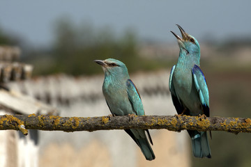 Male and female of European roller in mating season. Coracias garrulus