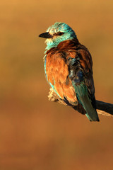 European roller. Coracias garrulus