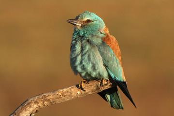 European roller. Coracias garrulus