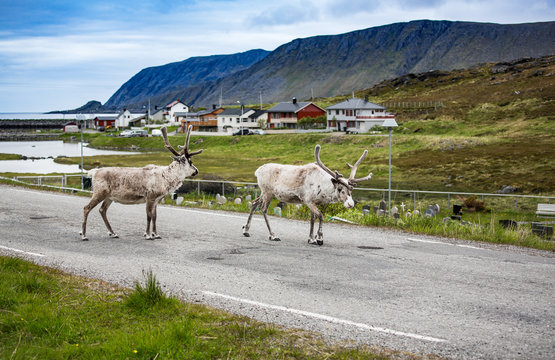 Fototapeta Reindeer