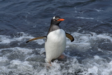 Gentoo penguine