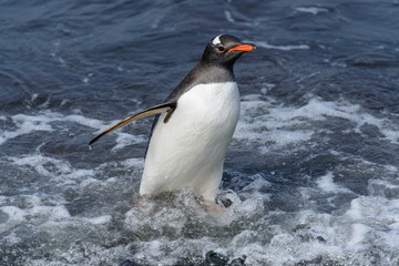 Gentoo penguine