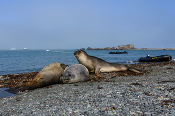 Sea elephant on the beach