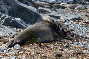 Sea elephant on the beach