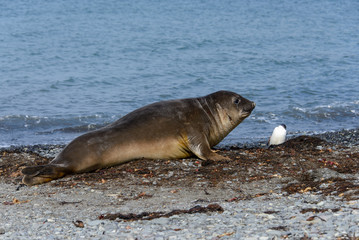Sea elephant on the beach