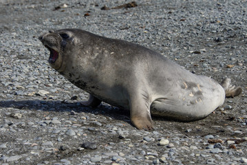 Sea elephant on the beach