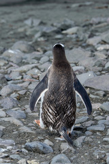 Gentoo penguine