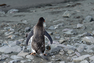 Gentoo penguine