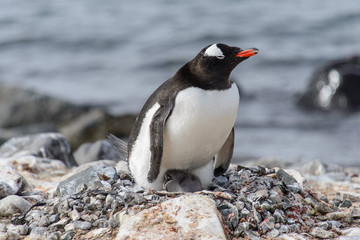 Gentoo penguine