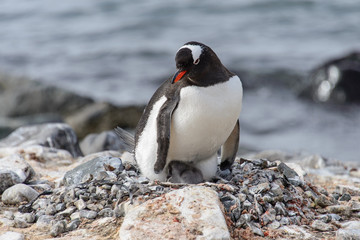Obraz premium Gentoo penguine with chicks