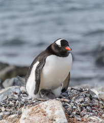 Naklejka premium Gentoo penguine with chicks