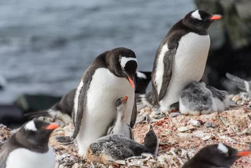 Poster Gentoo penguine with chicks © Alexey Seafarer