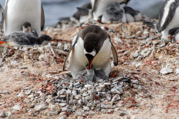 Gentoo penguine with chicks