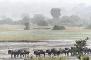 Blue wildebeest also called the common wildebeest, white-bearded wildebeest or brindled gnu (Connochaetes taurinus) in a rain storm. Serengeti National Park. Tanzania