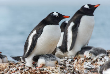 Obraz premium Gentoo penguine with chicks