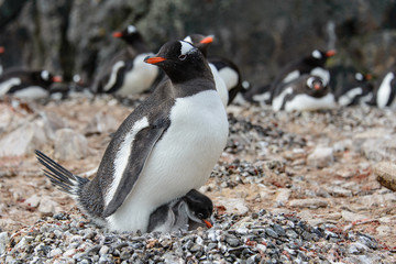 Fototapeta premium Gentoo penguine with chicks