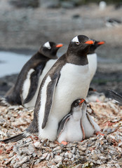 Naklejka premium Gentoo penguine with chicks