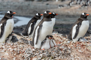 Fototapeta premium Gentoo penguine with chicks