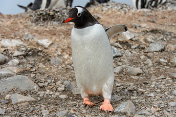 Gentoo penguine