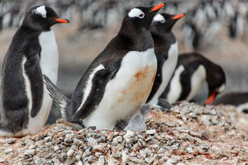 Gentoo penguine with chicks