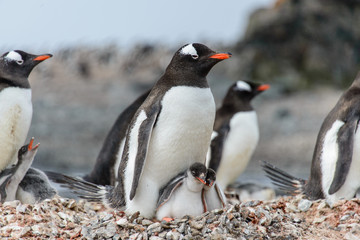 Obraz premium Gentoo penguine with chicks