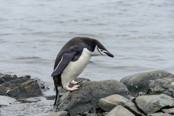 Gentoo penguine with sea elephant