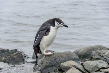 Gentoo penguine with sea elephant