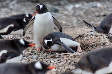 Fototapeta premium Gentoo penguine with sea elephant