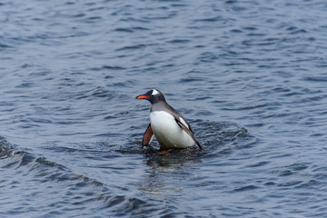 Obraz premium Gentoo penguine with sea elephant