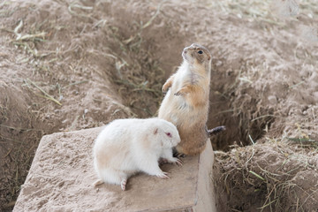Black-tailed prairie dog (Cynomys ludovicianus)